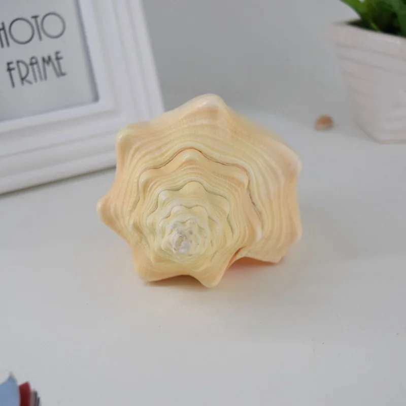 

Free Shipping(1pcs/lot)Neptunea Cumingi Natural Shell & Conch Home Decoration Aquarium Landscaping Shell Ornaments