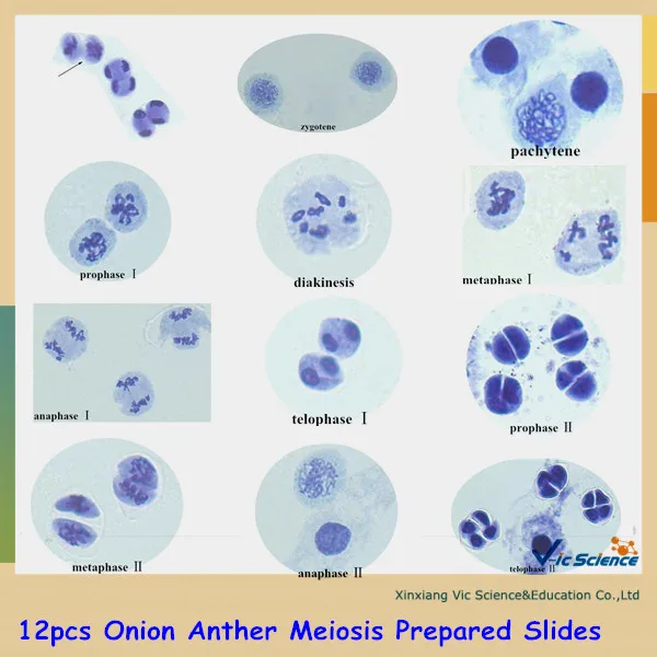 Смешанные слайды для приготовления миоза и митоза|meiosis slide| |