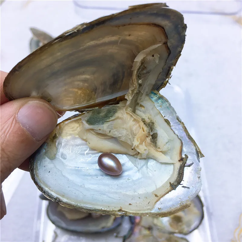 

Freshwater Vacuum-pack Oyster Wish Pearls, Pearl Mussel Shell with 7-8 mm Oval Rice Pearl Inside,Random color pearl