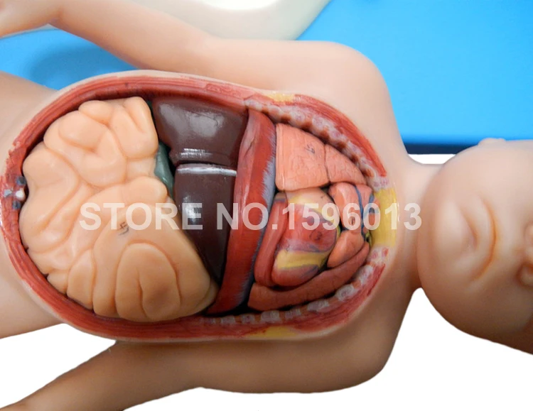 Модель анатомического плода с вискусом плацентой и пупбиловым шнуром яркая