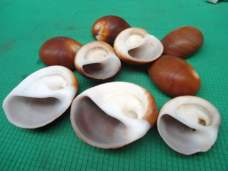 HappyKiss 2 шт./лот натуральные ракушки Hermit crabs molt carapaces Аквариум Украшение для