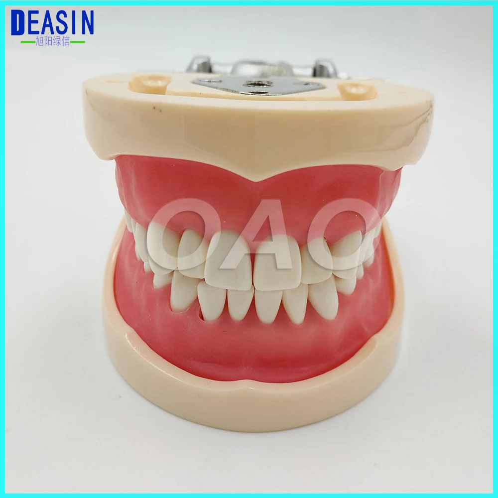 Dental standard model for32 Teeth Teaching Type Removable Teeth dentist student learning model