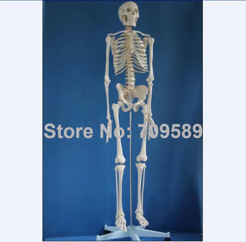 Скелет человека в натуральную величину высотой 180 см | Канцтовары для офиса и дома