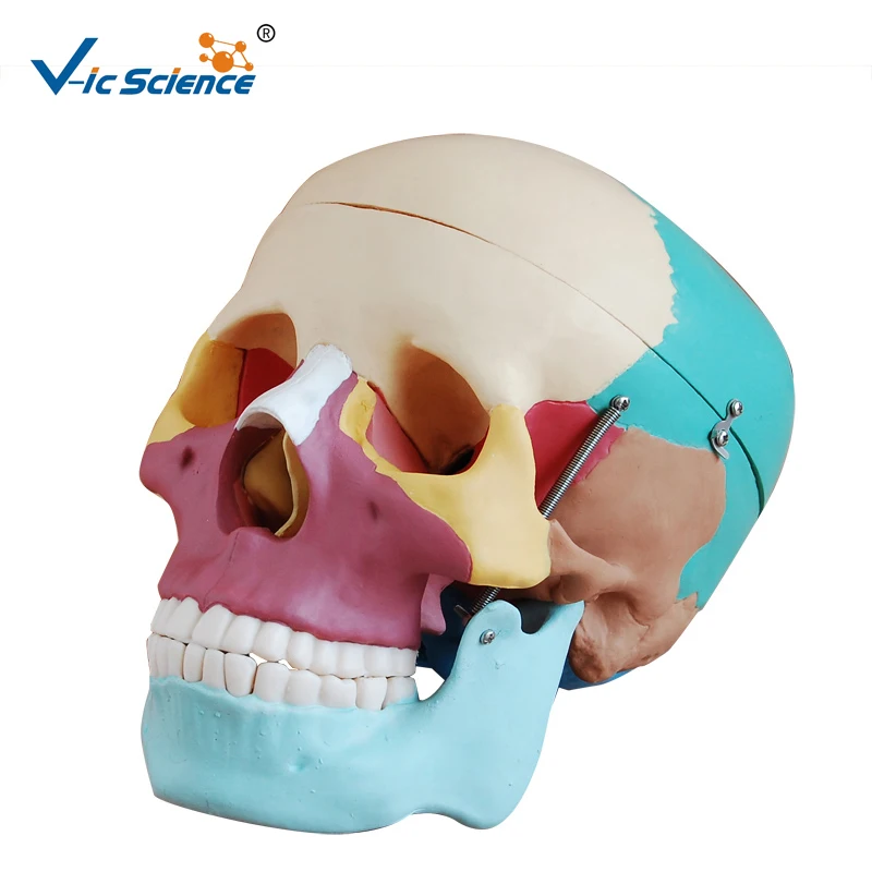 

Life-Size Skeleton Skull Model with Colored Bones