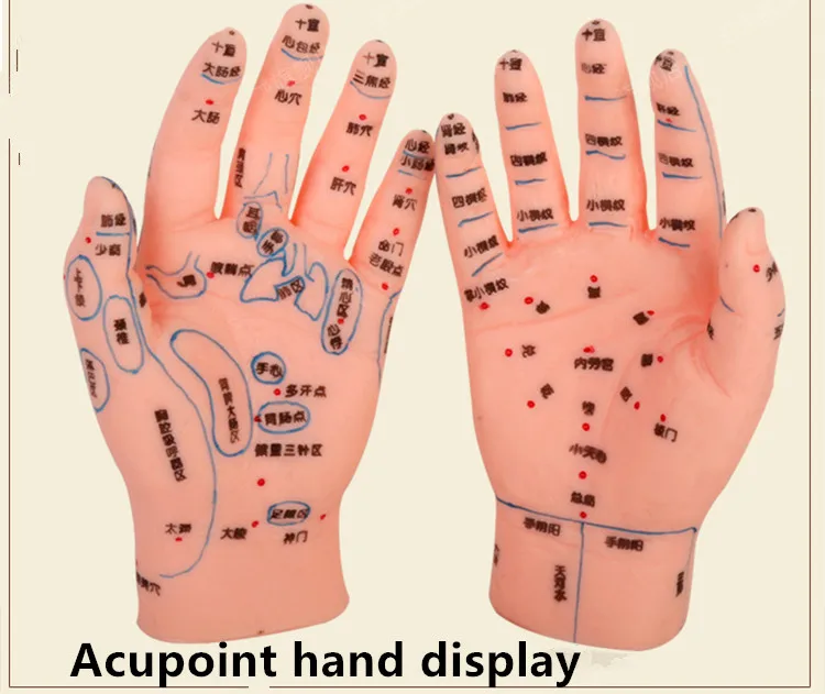 Модель рук человека модель акупунктуры массаж Акупунктура рука рефлекторная