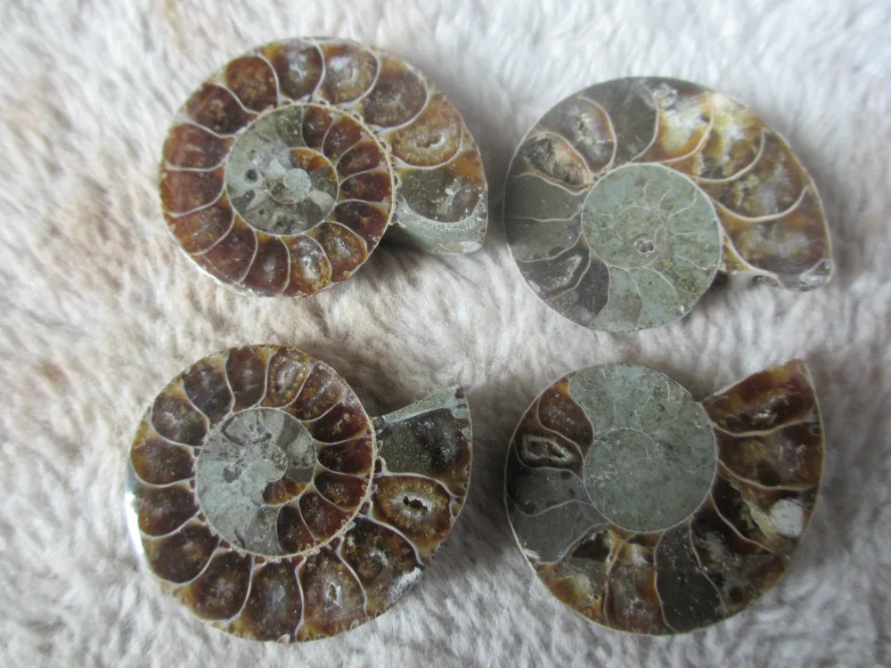 05205 1 Halves Cut Ammonite Shell Jurrassic Fossil From Madagascar | Дом и сад