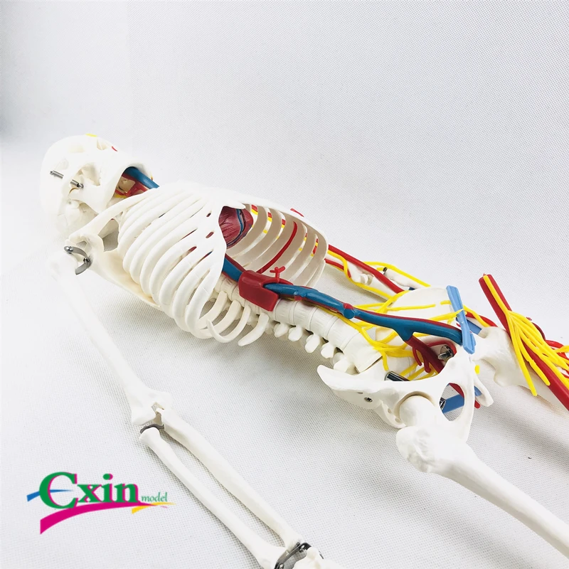 85 см человеческие кости с сердцем и кровеносными сосудами | Канцтовары для офиса