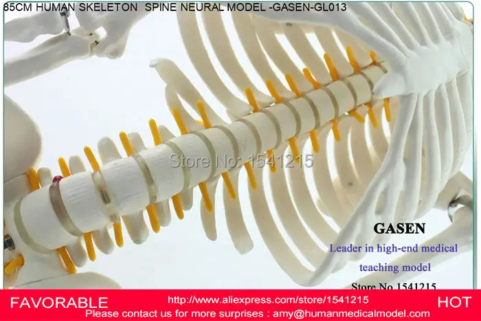 Анатомическая модель скелета анатомическая SKELETON GASEN GL013 человека|model skeleton|skeleton