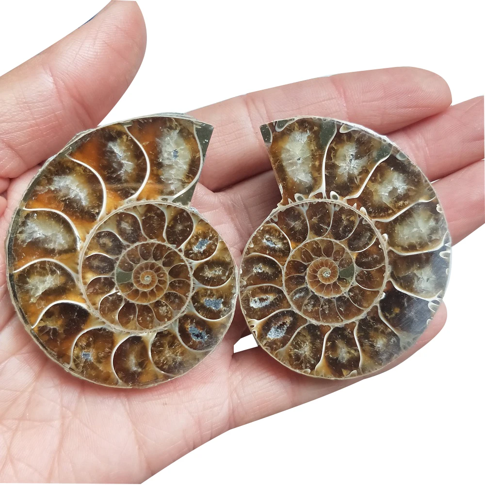 Пара натуральных ракушек хризантем радужные раздельные минеральные образцы