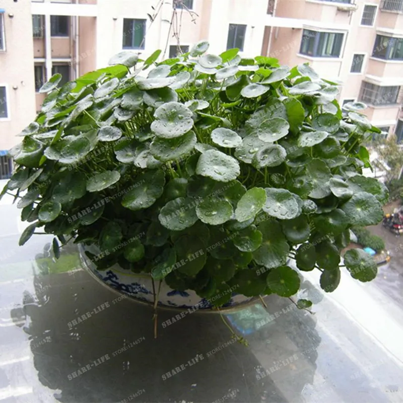 Potted 100Pcs Hydroponics Flower Aquarium Plants Penny Grass Bonsai Best Indoor Plant Hydrocotyle Vulgaris |