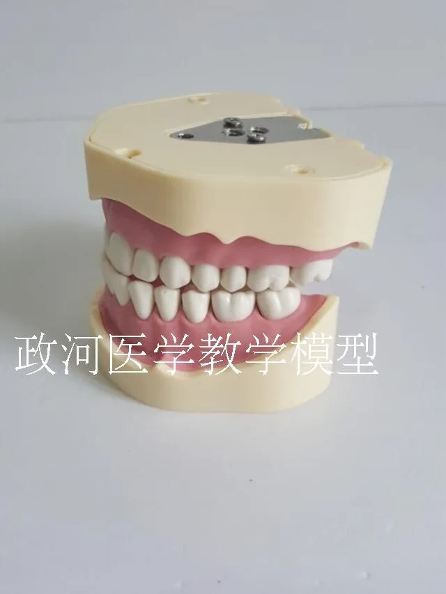

Стоматологическая модель Gingival Oral Съемная Бесплатная доставка