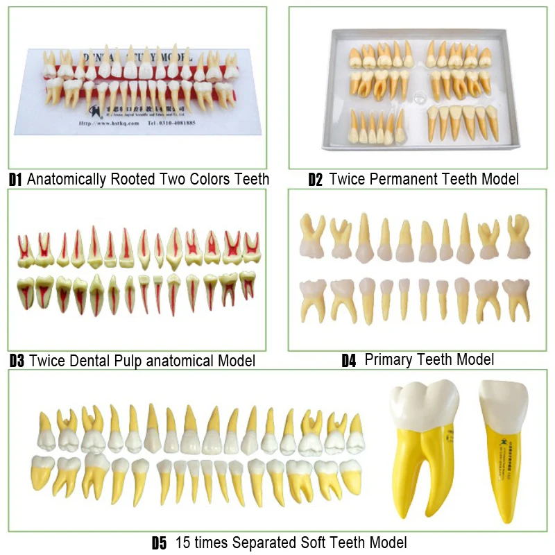 

Anatomical root model teeth Twice permanent teeth model and Promary teeth model