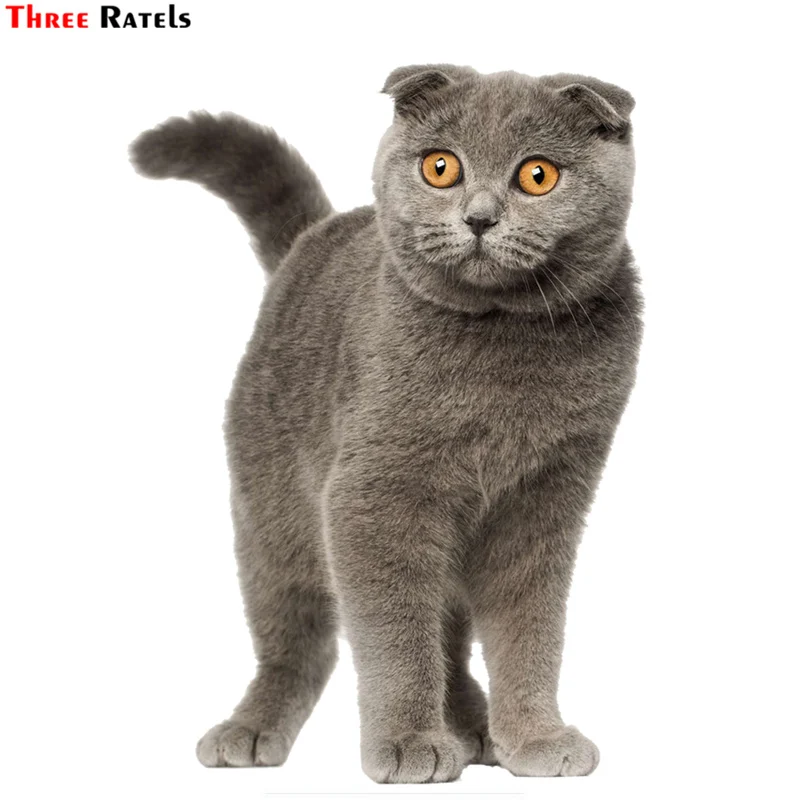 Три Ratels TRL535 #11x15 см скотиш Фолд cat Прокат забавные наклейки и надписи|Наклейки на