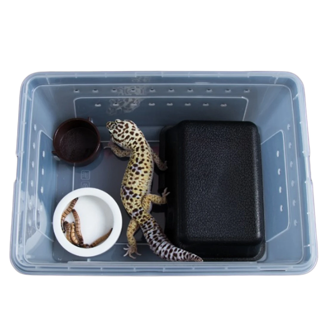 Пластиковый контейнер для кормления ящерицы с изображением паука М|reptile feeding|plastic