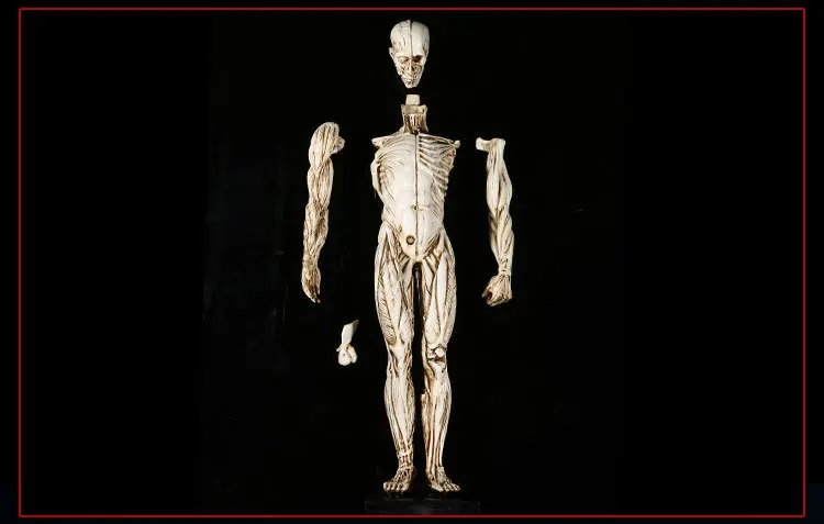 Резиновый мышечный человеческий череп для изучения анатомии модель