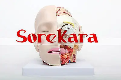 Людская анатомическая Emulational головы рассечение внутренностей Спецодежда