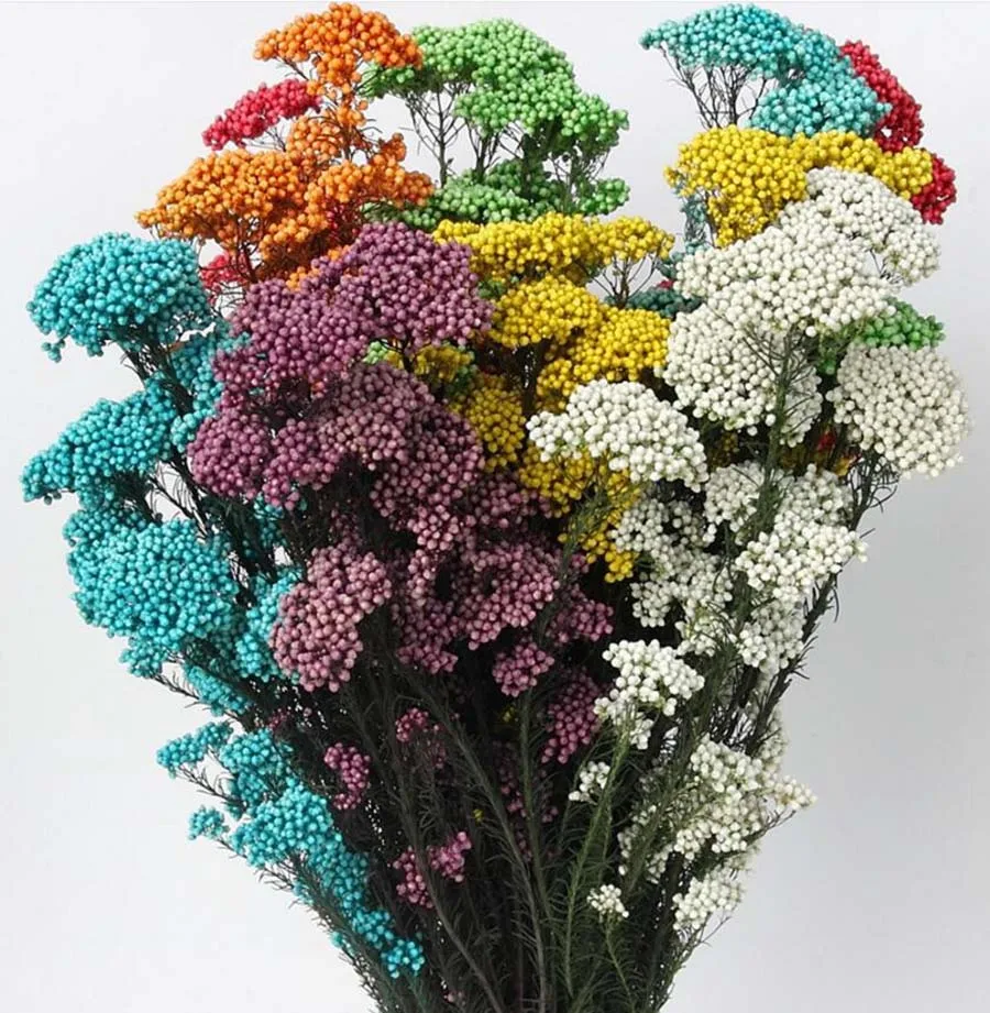 60 70 г Ozothamnus диосмифолиус сохраненный цветок для свадебной вечеринки домашнее
