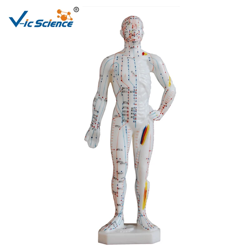 

Advanced PVC Materials 26CM Human Acupuncture Model