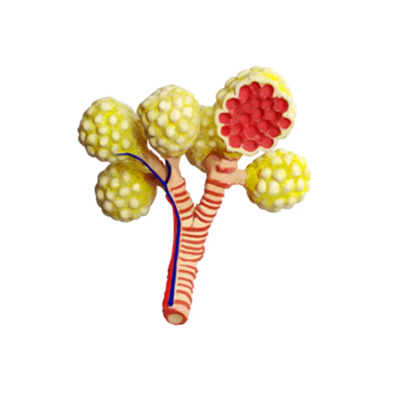 4D Обучающие игрушки собранная модель анатомии легких человека медицинская