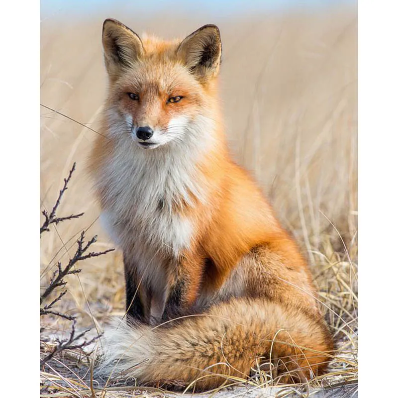 5D Diy Алмазная вышивка крестиком Картина Лисичка полный квадратный камень Алмазная вышивка рукоделие Стразы мозаика ремесла