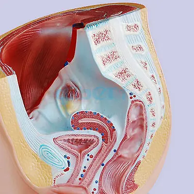 Медицинская анатомическая модель таза для женщин|anatomical model|female humanfemale pelvic anatomy |