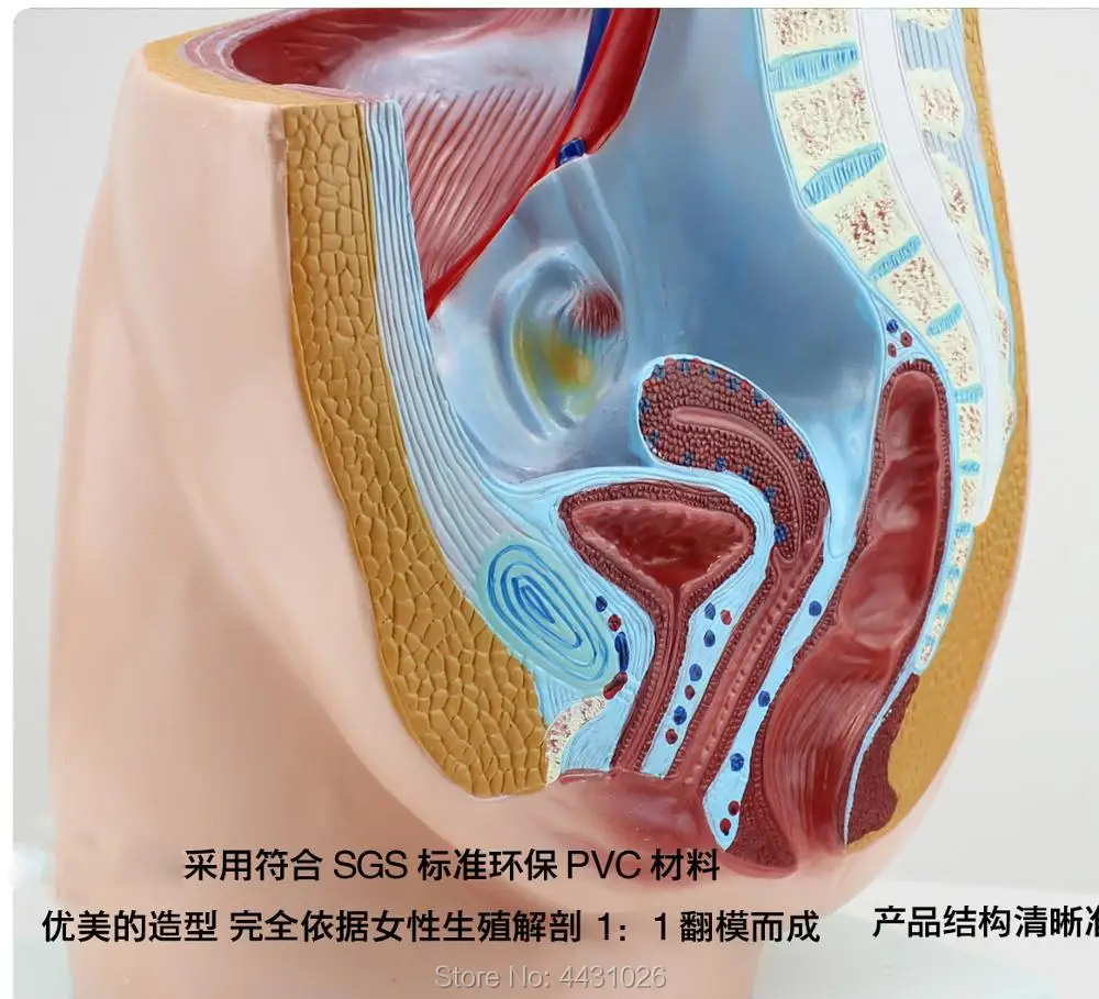 ENOVO Female pelvic sagittal anatomical reproductive system family planning health guidance