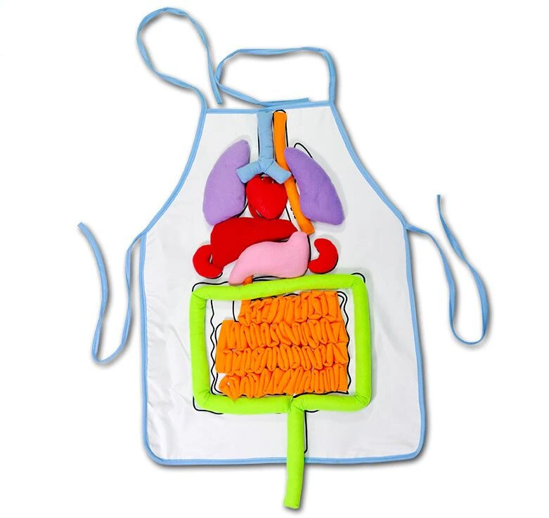 Творческий тело внутренние органы s-игрушки схема разложения человеческих