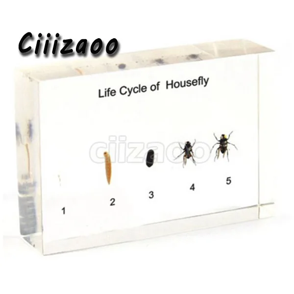 Жизненный цикл образцов бытовой мушки пресс-папье сбор Таксидермии встроенный в