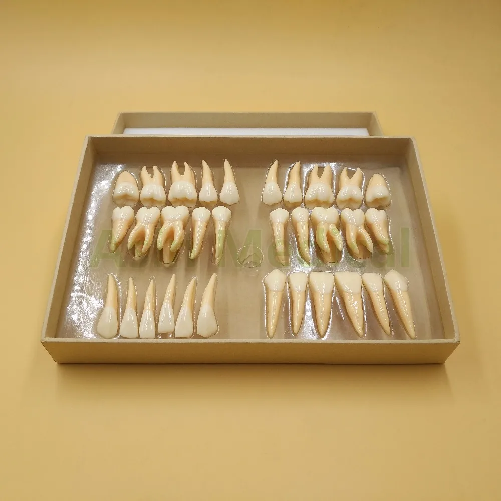 Новое поступление 2 5 раз 32 шт. модель постоянных зубов для взрослых