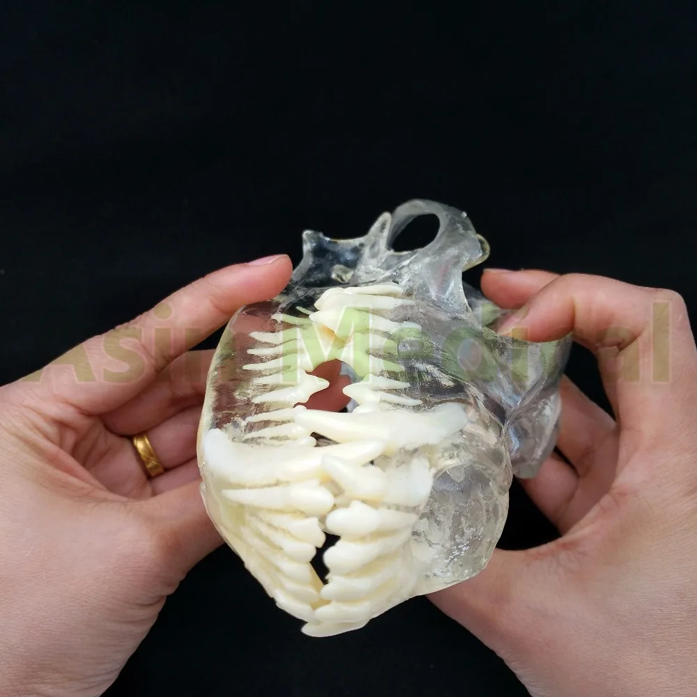 Новая модель зуба собаки зубы Череп челюсть прозрачное решение Обучающие модели