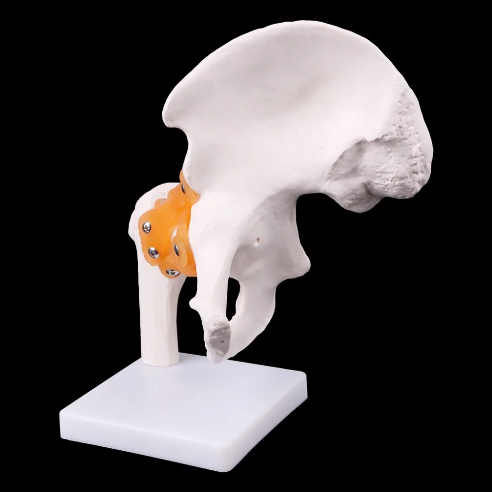 Life Size ligement Hip Joint медицинская анатомическая модель обучение скелету