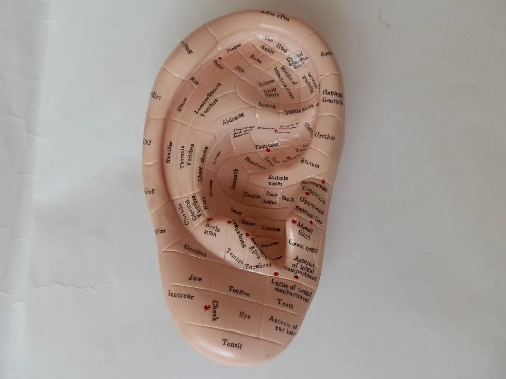 16 см большая модель рефлексотерапии уха |