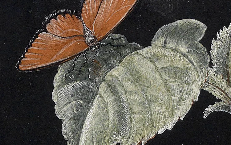 Красивые цветы на черном фоне без рамки Классический Холст из хлопка 2 панели