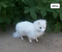 cute real life white fox model plasticfurs simulation standing fox doll gift about 16x12cm xf1714