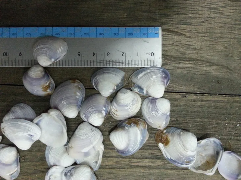 100% Натуральный маленький белый морские раковины идея для домашнего украшения |