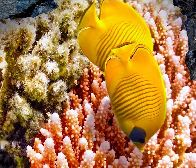 3d фрески для пола Звукопоглощающая Панель напольная плитка водонепроницаемые