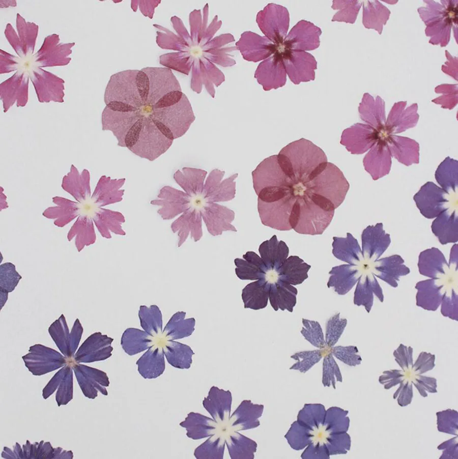 120 шт прессованный высушенный фиолетовый/розово-красный Phlox Subulata цветок гербарий