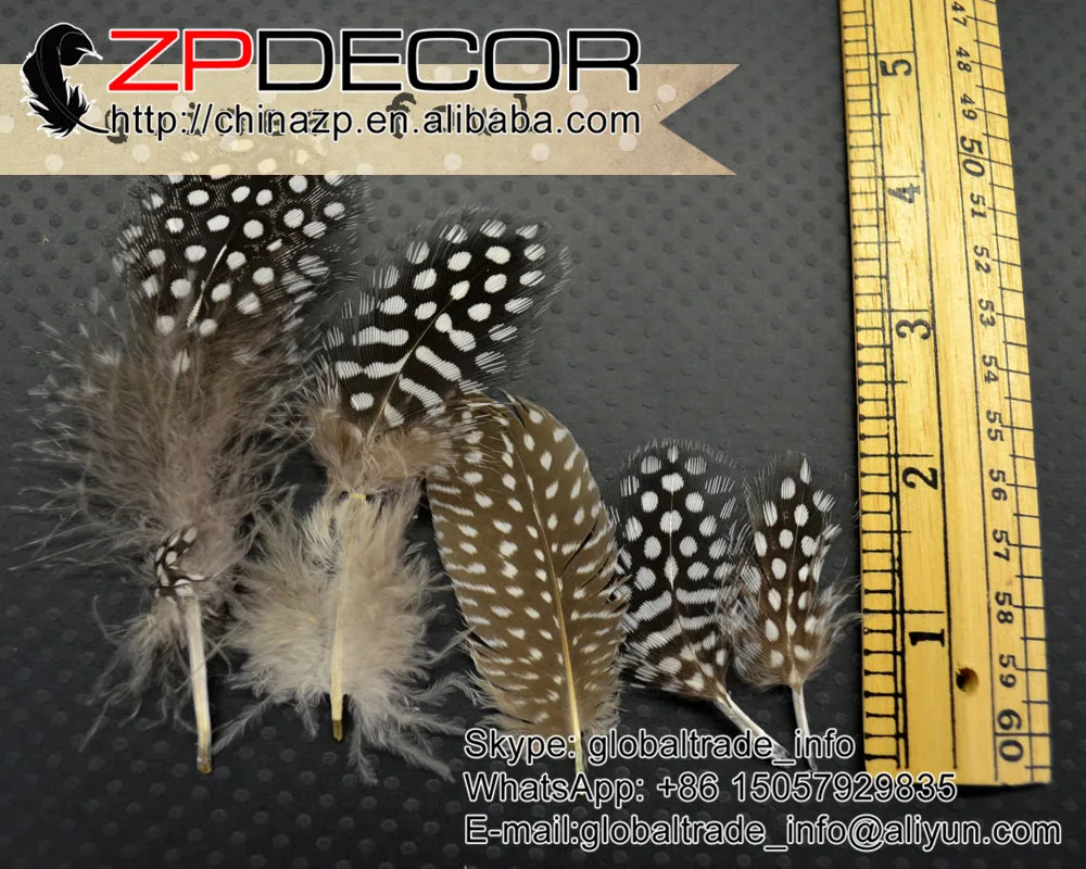 

ZPDECOR 500pcs/lot Beautiful Stock Natural Guinea Hen Plumage Feathers Factory Direct Sale