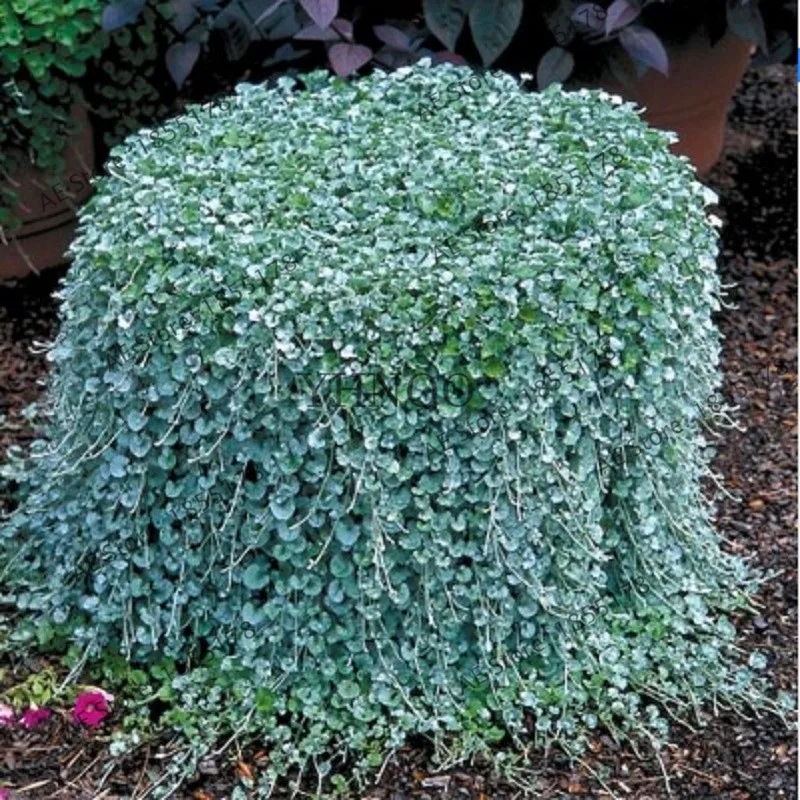 100 шт Dichondra Repens серебряные водопады изумруд Фолс бонсай суккулент подвесные