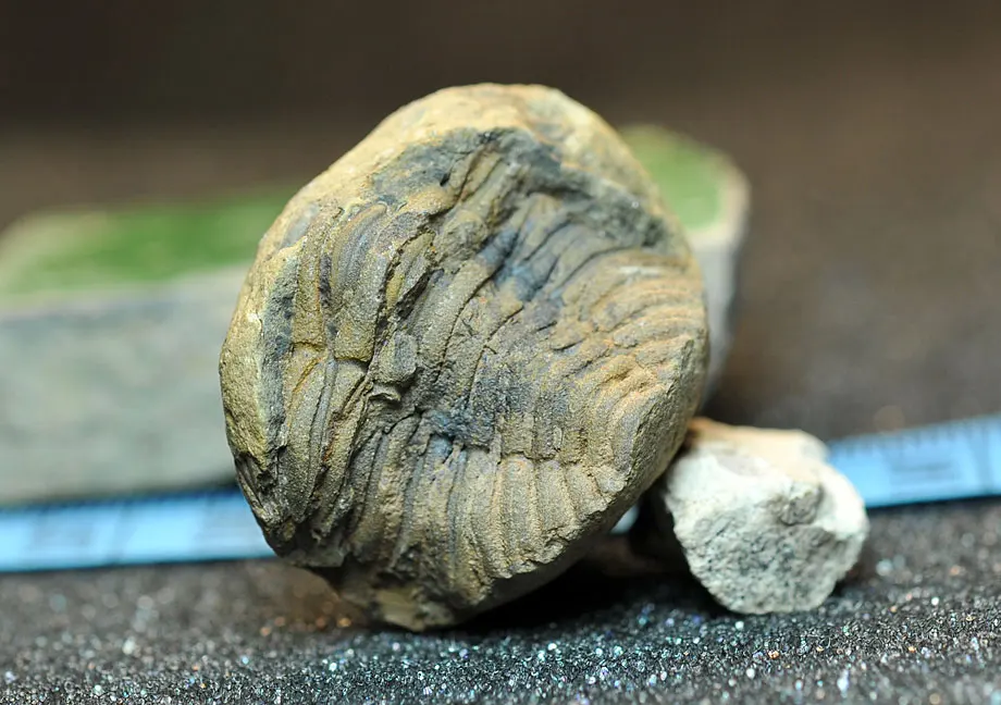05 collection-level Bolivian Devonian trilobite fossils curl Metacryphaeus sp |