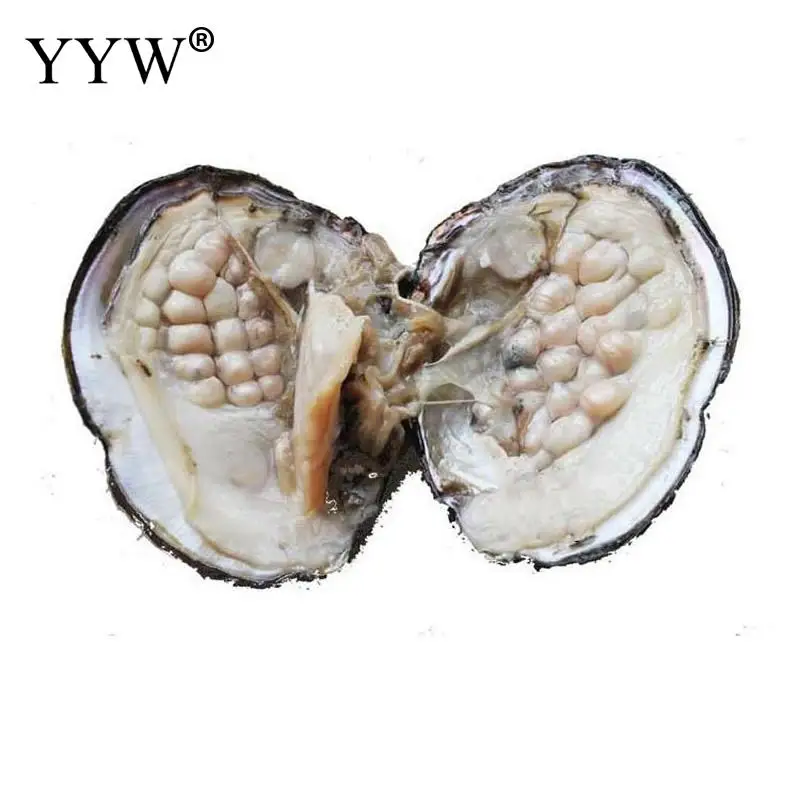 

1 or 10pc Vacuum Pack Oyster Wish Freshwater Cultured Love Wish Pearl Oyster Gift Surprise 6-7mm One Pearl Oyster About 18 Pearl