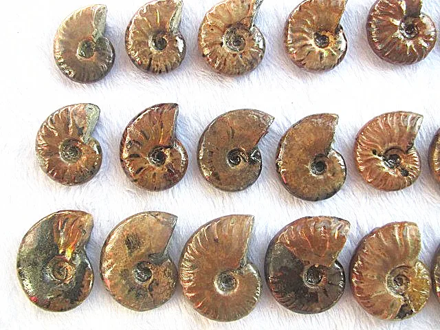 24 шт. натуральный отполированный Мадагаскар | Дом и сад