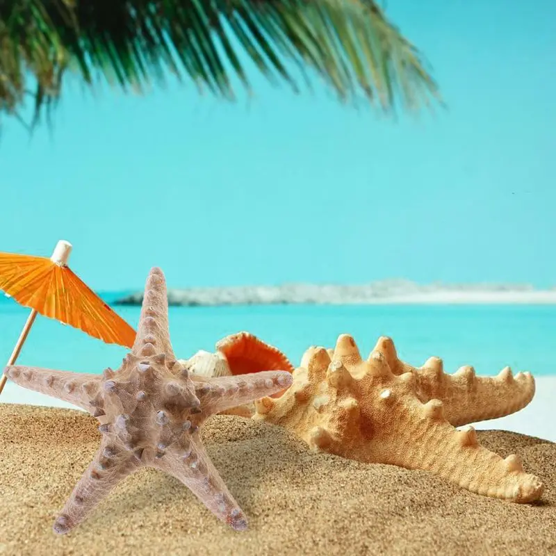 Белый натуральный морской звезда ремесло орнамент натуральная морская Сделай