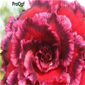 Ngryise 5 шт. набор Adenium obesum пустынная Роза