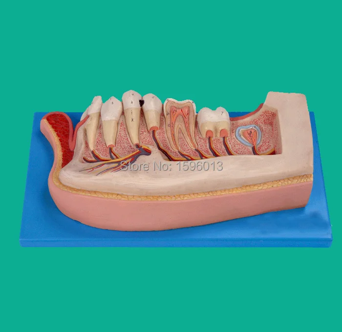 Нижняя челюсть 12 лет детская зубная модель 21 позиция отображается зубов|model