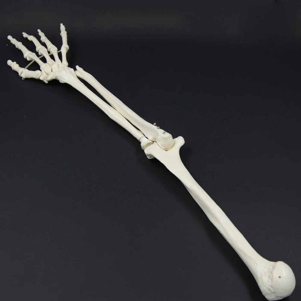 1:1 модель костей человека рука взрослого и радиус верхней конечности|human bone|bone