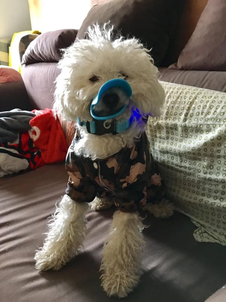 Водонепроницаемый дождевик для домашних животных F01|Пальто и куртки собак| |