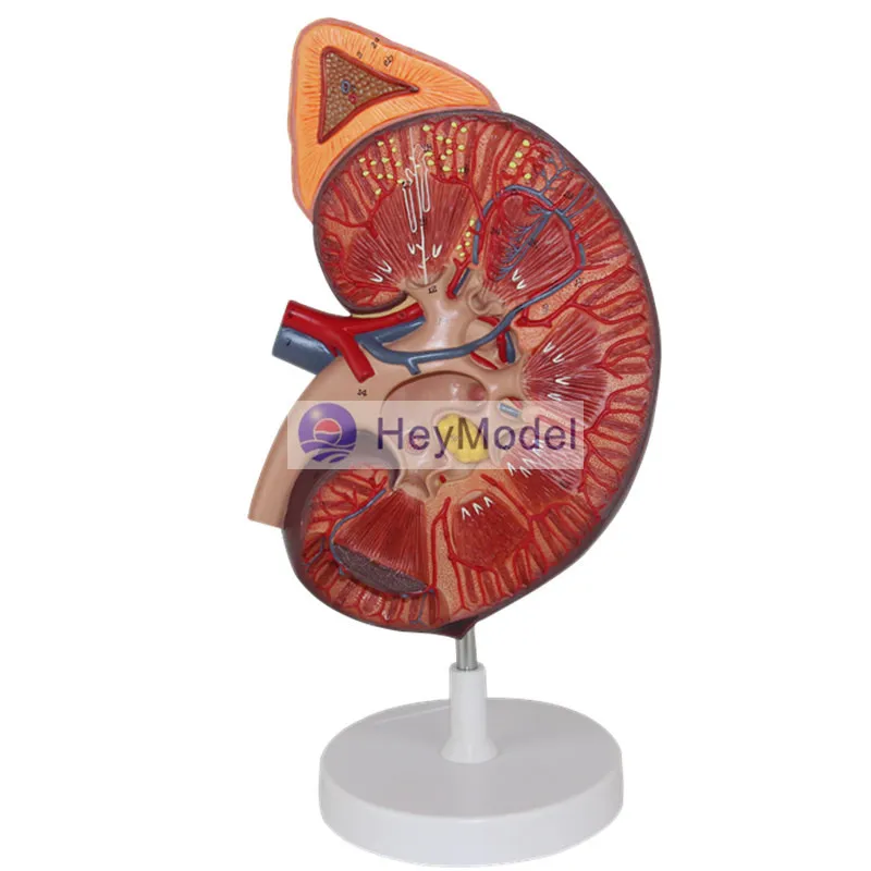 

HeyModel Anatomical model of kidney with adrenal model