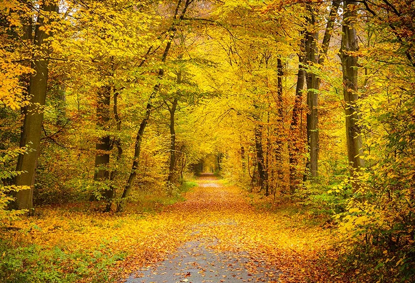 

Vinyl autumn forest leaves Backdrop Photography children Party Backdrops for Photo Background for Pictures Decor 856
