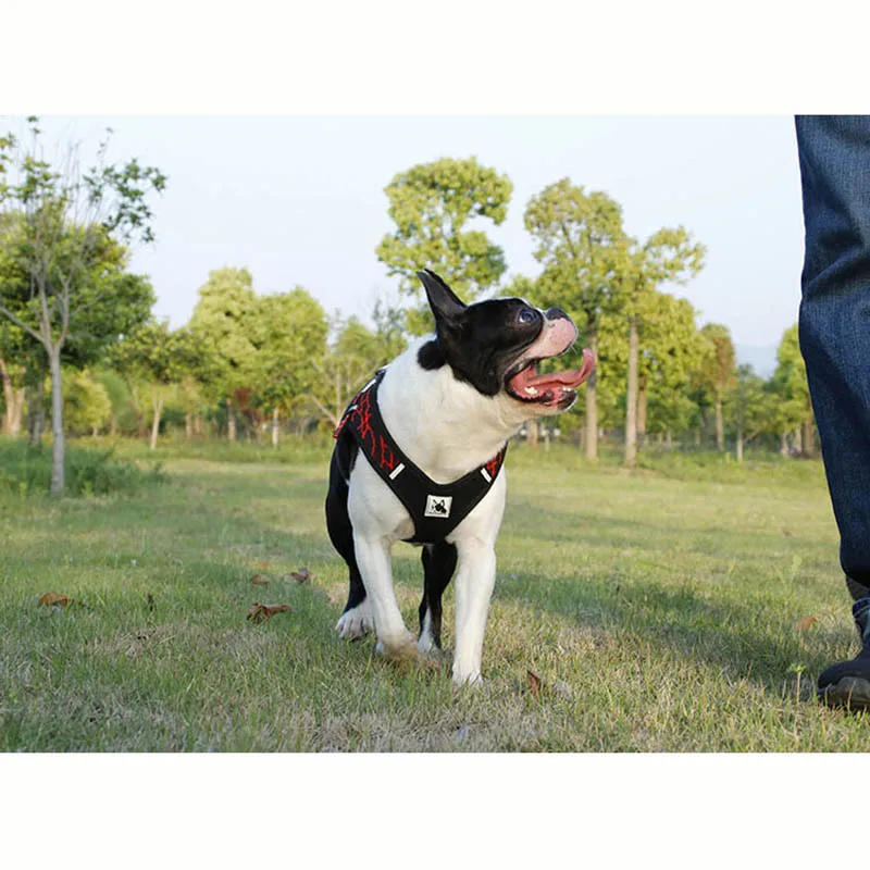 Ошейник для собак удобный без косточек поводок ошейник средних и мелких 25 | Дом